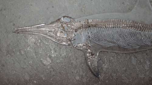 Découverte d’une espèce « unique » de dauphin préhistorique, vieille de 23 millions d’années