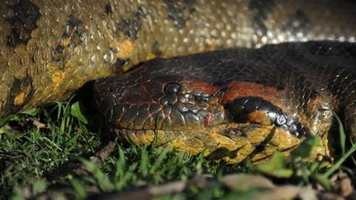 Une nouvelle espèce d’anaconda géant découverte en Amérique du Sud
