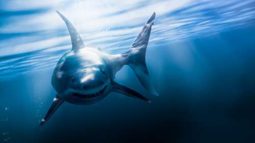 Deux nouvelles espèces de requins préhistoriques découvertes dans une grotte américaine