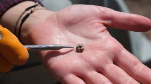 Ces boucles d’oreilles et labrets vieux de 11 000 ans sont les plus anciens piercings au monde