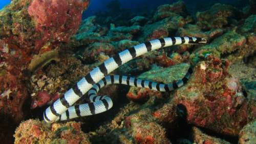 Regardez ce serpent de mer régurgiter une grosse murène dans cette vidéo