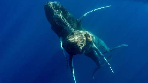 Les premiers clichés de rapports sexuels entre baleines à bosse impliquent… deux mâles
