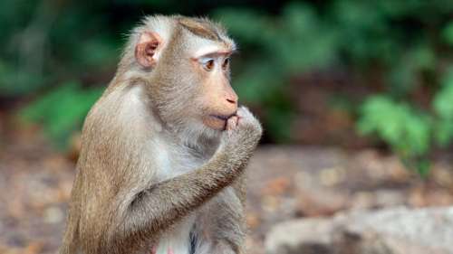 Le projet américain d’un immense complexe abritant 30 000 singes de laboratoire fait polémique
