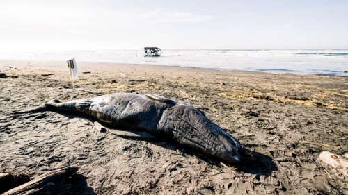 Une étrange créature marine en décomposition découverte échouée sur une plage en Malaisie