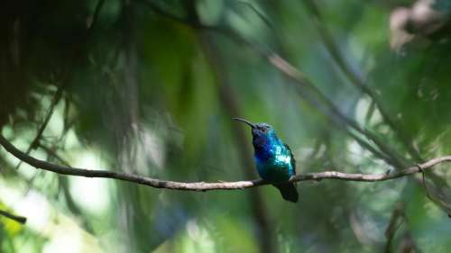 Des scientifiques immortalisent en vidéo un colibri extrêmement rare