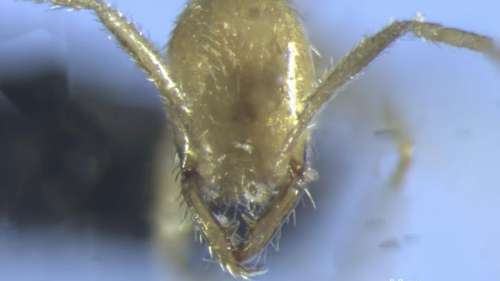 Une nouvelle espèce de fourmi à l’apparence troublante nommée d’après Voldemort