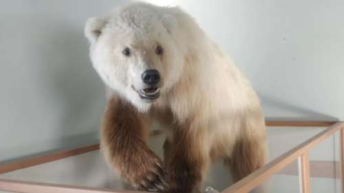 Le « grolar », un ours hybride mi-grizzly mi-ours polaire témoin du changement climatique