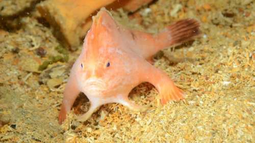 Un poisson-main rose très rare filmé dans une épave vieille de 140 ans au large de la Tasmanie