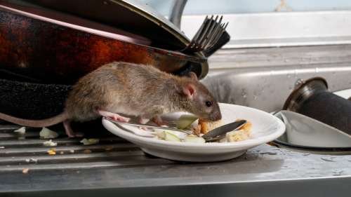 Un animal propage plus de virus que n’importe quel autre et ce n’est pas le rat