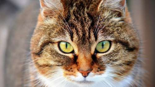 Perdu il y a cinq ans, un chat réapparaît à 500 km de chez sa propriétaire