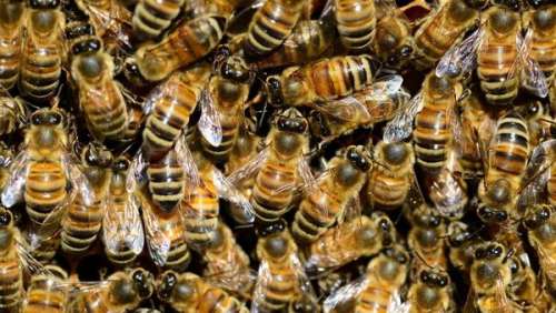 L'angoisse ! 15 000 abeilles envahissent sa voiture en l'espace de dix minutes