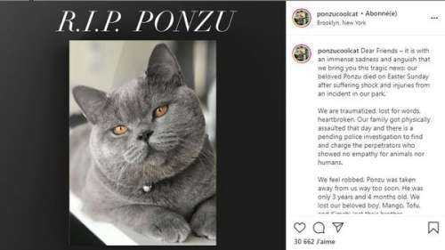 Ponzu : ce chat star d'Instagram succombe à ses blessures après une violente altercation