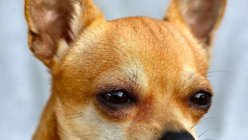 Ziggy : l'incroyable élan de solidarité qui a permis de retrouver (à Cannes) un chien volé à Paris