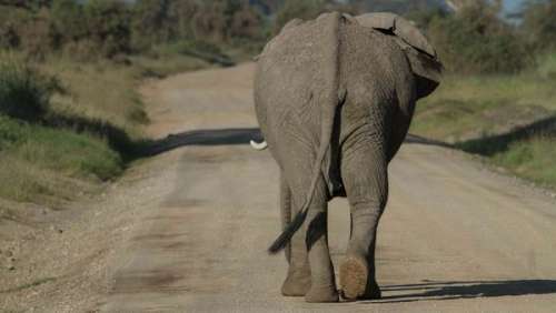 L'incroyable hommage d'un éléphant dévasté par la mort de son gardien
