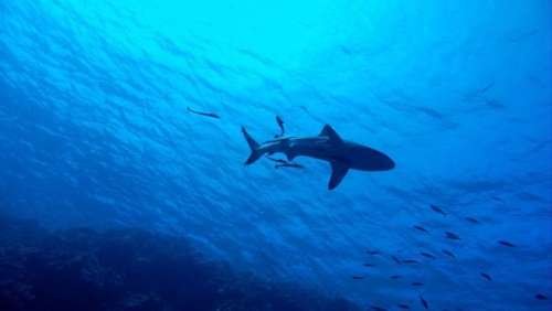 Un homme se bat contre le requin le plus rapide du monde pour sauver sa vie, et il gagne à la fin !