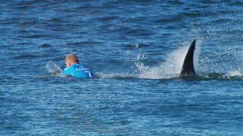 Un surfeur attaqué par un grand requin blanc en plein direct à la télévision