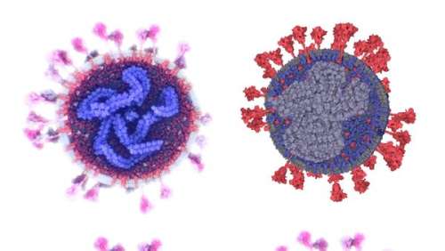 Covid-19 : le mystère de l'origine du virus probablement résolu