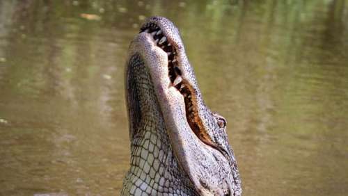 Enfant retrouvé mort dans un alligator : les causes ahurissantes du décès dévoilées