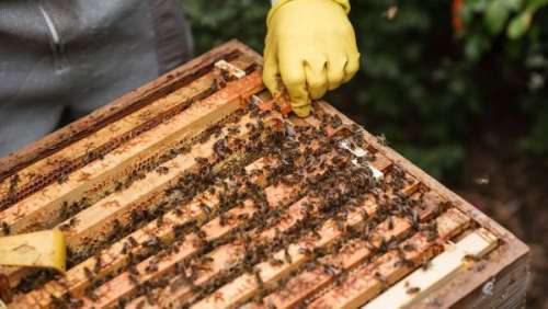 Un apiculteur attaqué par ses propres abeilles, l'issue est tragique