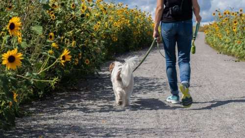 Un promeneur de chiens est pris à partie par des adolescents, sa mère fait une découverte horrible un peu plus tard