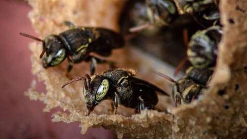 Une famille pose pour une séance photo, un essaim d'abeilles en décide autrement et fait de gros dégâts