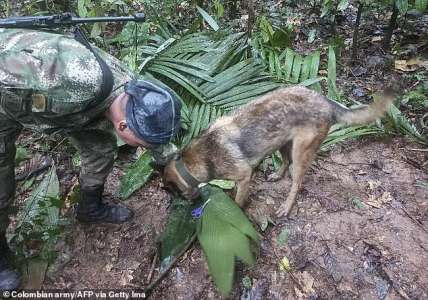 L’armée s’engage à poursuivre la chasse au chien qui a aidé à localiser les enfants victimes d’un accident d’avion en Amazonie