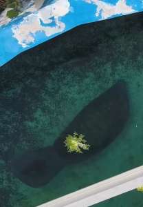 Justice pour Roméo !  Le lamantin le plus solitaire d’Amérique va enfin être déplacé après qu’un mammifère de 67 ans ait été laissé vivre ses années crépusculaires dans une petite piscine en béton de 30 pieds
