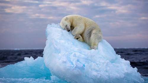 Un ours polaire s’endormant sur un iceberg couronné photographie animalière de l’année