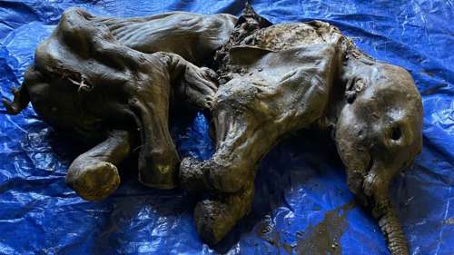 La momie d'un bébé mammouth laineux découverte au Canada