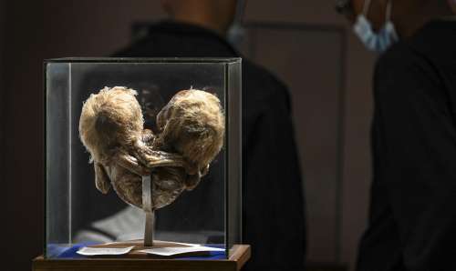 La curiosité toujours renouvelée pour les collections macabres du musée de l'être humain de Bogota