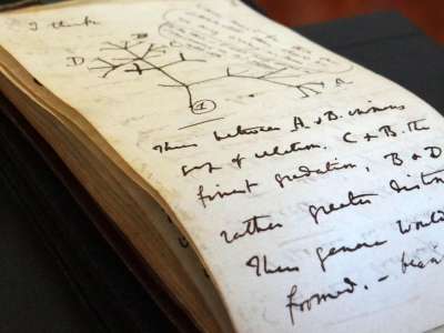 Disparus depuis 20 ans, le mystérieux retour de carnets de Darwin à Cambridge