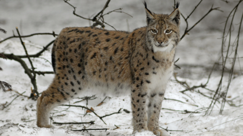 Aux Pays-Bas, les secrets du lynx retrouvé dans un fort romain des confins du Rhin