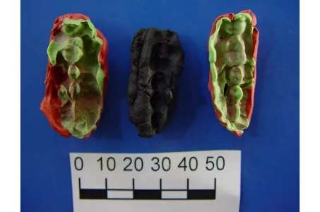 En Suède, des «chewing-gums» préhistoriques révèlent leurs mystères