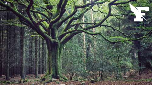 Tempête Ciaran : un arbre tricentenaire de la forêt de Brocéliande déraciné