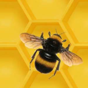 Honeycomb Heist – Brian McDermaid