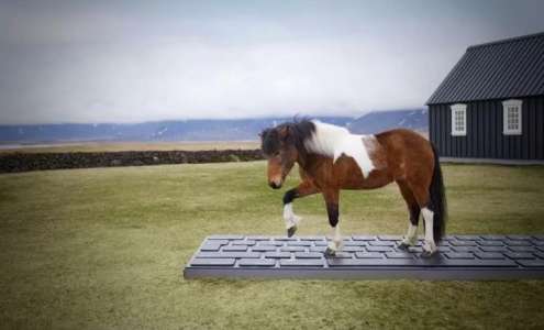 Islande : Des chevaux répondent aux e-mails envoyés par des travailleurs en congé