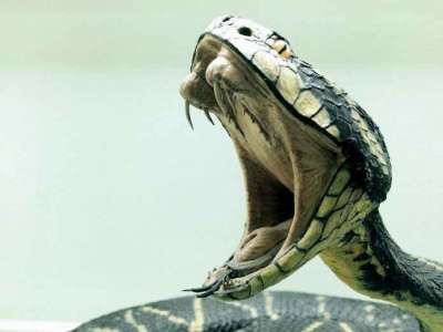 Inde : Découverte d’un incroyable cobra à deux têtes