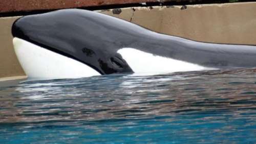 Canada : La détresse de Kiska, l’orque captive depuis dix ans dans un bassin en béton