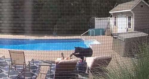 Etats-Unis : Réveillé par un ours alors qu’il faisait la sieste au bord de la piscine