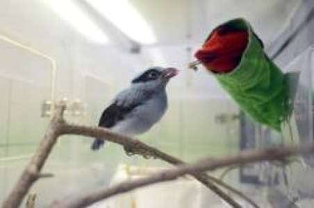 République tchèque: une marionnette pour nourrir des oiseaux de Java