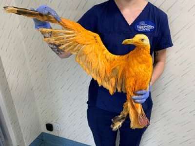 Des vétérinaires pensent soigner un oiseau exotique, c'était un goéland recouvert de curry