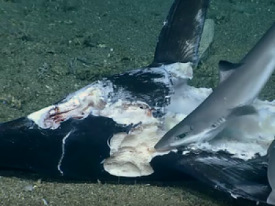 Un requin en train de dévorer un espadon se fait avaler par un monstre marin