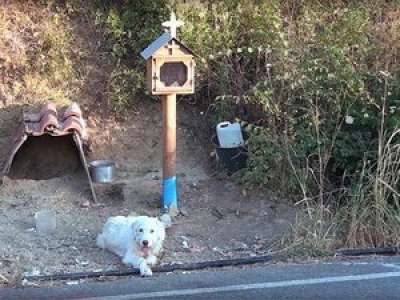 Un an et demi après sa mort, un chien attend toujours son maître sur les lieux de l'accident en Grèce
