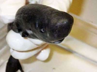Une nouvelle espèce de requin miniature brillant dans le noir a été découverte