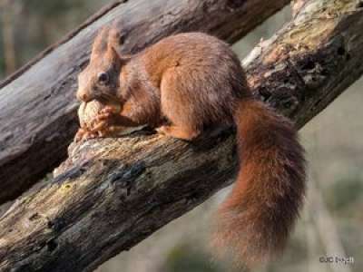 Dans le Lot, la LPO veut créer des passerelles pour sauver les écureuils