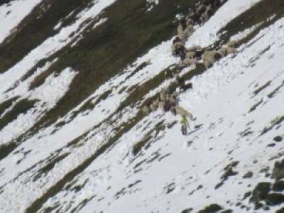 VIDEO. Dans les Hautes-Pyrenées, le troupeau remonte et se retrouve piégé par la neige