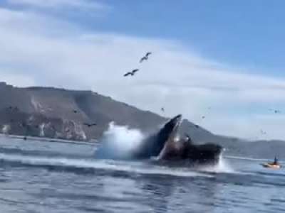La vidéo choc d'une baleine qui avale deux jeunes femmes en kayak en Californie