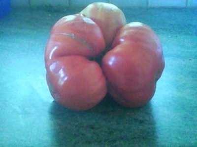 Gorses : une tomate de plus d'un kilo et demi
