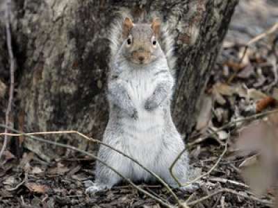 A New-York, les habitants se plaignent d'agressions d'écureuils