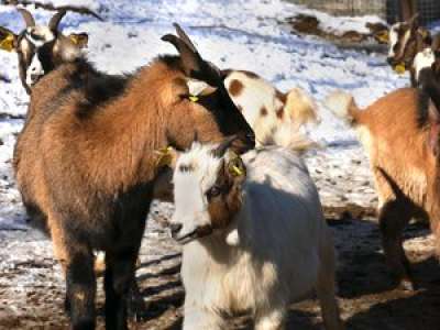 Des chèvres naines à adopter au Parc animalier des Pyrénées